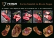 Fergus Farm - Ferma de Vite Black Angus